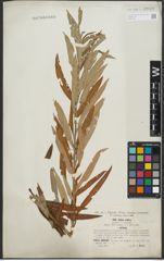 Foto von Salix purpurea L. x Salix viminalis L.